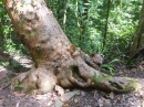 Erica liked this tree! Dunk Island. 20-9-12