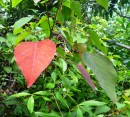 Same tree; different leaves. We saw a lot of this apparent contradiction on Dunk Island. 20-9-12