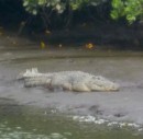Our first crock in the wild. This in an unnamed creek between Bridge Creek and Hinchinbrook Channel. 16-9-12