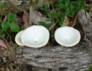 We see a variety of fascinating fungi at various places. These were on the Scraggy Point walk.17-9-12
