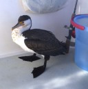 This shag flew on board at Cape Bowling Green at smoko time this afternoon. After he made a hell of a mess in the cockpit I put him out on the duckboard where he stayed overnight. He took off when we moved. I wonder did he recognise the SICYC Burgee? 4-9-12