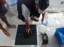 Derek tying up a crab after a lesson from Nick. 20-8-12