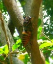 Cicada on Whitsunday Island. 6-1-13