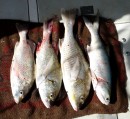 For the second day in a row, something over 16lb of fish before breakfast! Normanby River. 9-11-12