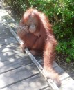 Kalimantan Orangutan. Tanjung Puting National Park. 29/30-10-2013