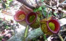 Kalimantan version of the Venus fly trap. Insect eating flower, Tanjung Puting National Park, Kalimantan. 29/30-10-13