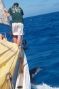 The dolphins would criss cross right in front of the boat.  Watch Evan