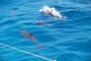 It was amazing how close the dolphins came to the boat.