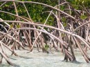 Mangrove roots up close provide a great habitat for baby sea creatures.