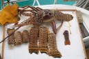 Catch of the day - lobster!