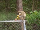 Yes, this is a monkey that traveled along the fence at our motel every morning.