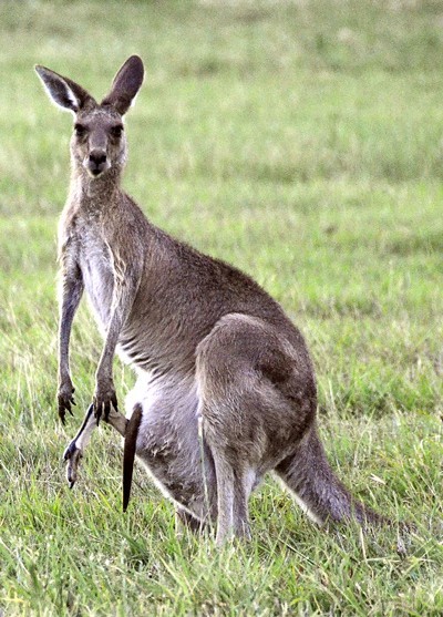 Kangaroo with joey's foot and tail sticking out
