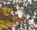 On a coral beach, a hermit crab makes it way.
Un bernard l