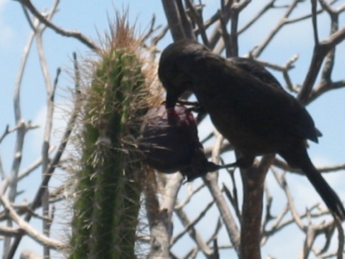 Alice liked this shot of a Tobago Cay bird eating the fruit of a cactus.