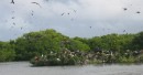 The second largest Frigate colony in the world.  Once we got out to their part of the mongroves they were everywhere, thousands and thousands of birds, wow!!