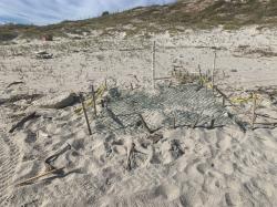 Sea turtle nest: Marked and protected with mesh.  We saw a larger one at Frailes and saw adult sea turtles off shore above Cabo as well as at Cabo Pulmo.