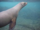 Sea Lion playing in the water
