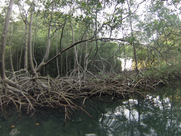 Endless mangrove lined waterways to explore