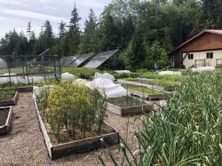 Hakai Institute Garden: Hakai Institute is completely off-grid and self sufficient with solar power and food grown on site.