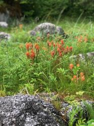 Common Paintbrush: Lowes Inlet