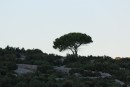 One tree hill on Pašman Island