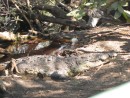 Crocodile in La Manzanilla.