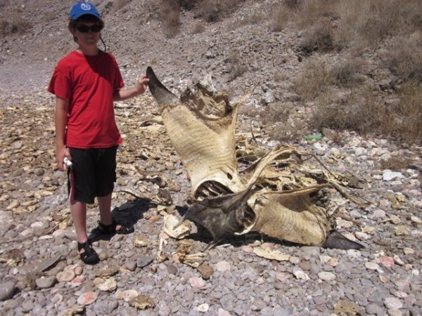 During our exploring, we found this huge manta ray carcass on shore.  We think it was caught in fishing nets.