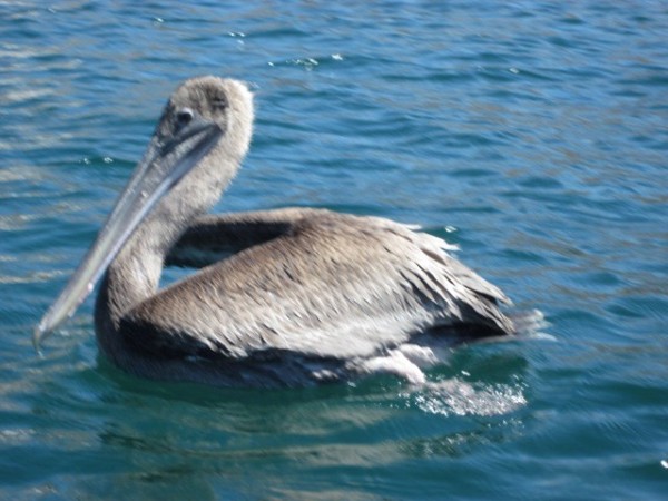 One of the many pelicans.
