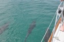 Dolphin under water at bow of boat.