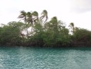 Mangroves across from pier