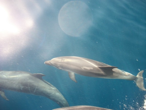 Dolphins playing in the bow wake.