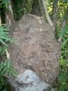 Termite nest. Parrots will nest inside. Not my idea of an ideal home!
