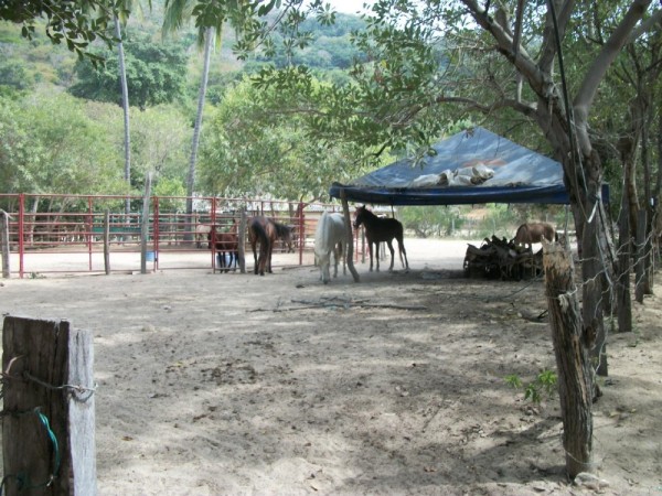 Horses are used for toursits but also by the locals for basic transportation. There are no roads to the villages we hiked to.