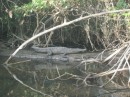 One of many of the large croc