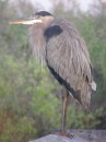 Dr. Johns bird Pics from the Everglades
Great Ble Heron