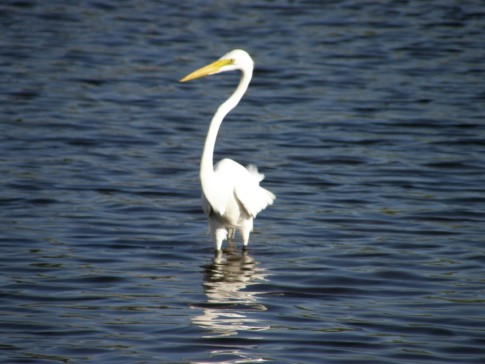 Dr. Johns bird Pics from the Everglades
Great  Egret