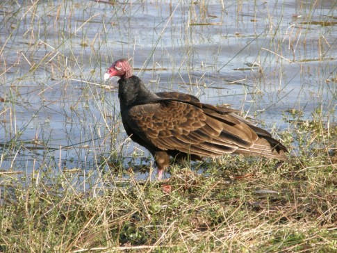 Dr. Johns bird Pics from the Everglades
Turkey Vulture