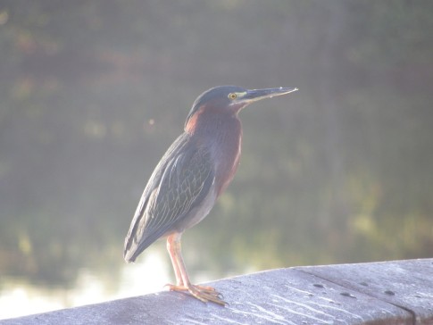 Dr. Johns bird Pics from the Everglades
Green Heron