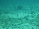 Those thin lines are harmless garden eels, usually hundreds to a colony they quickly disappear if you get close