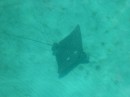 An Eagle ray skims along the bottom looking for food.  Even though they are bottom feeders you frequently see their 4 foot wingspan leap 3 or 4 feet into the air.
