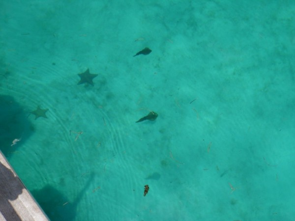 Twenty feet of water so clear you can see the shadows of the squid as they swim along the surface
