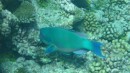 Parrot fish are lovely to look at and Excellent to eat