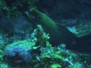 Green Moray eel
