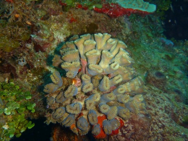 The variety and shapes of the different corals are amazing.  And they are considered animals,  not plants.