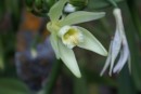 The vanilla plant is part of the orchid family