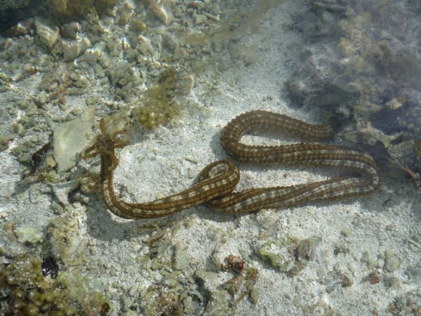 We saw many these creatures in the shallows,  about 4 feet long, they are very unusual looking.  They pull food into their mouths with the small claws.  They are also very caustic and touching one will leave welts