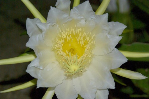 Flower of the Dragon fruit.  A type of cactus it only blooms one time and only at night,  then dies the next morning.  It is pollinated by night flying insects and has never been successfuly hand pollinated.  Flower is 6-8" across