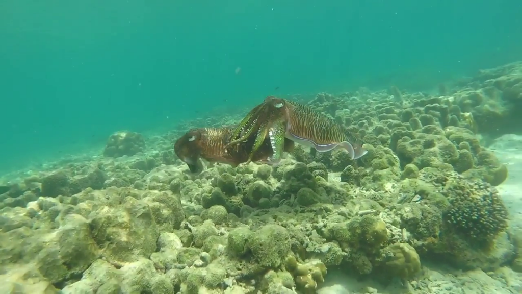 On our last snorkel trip before our N Thailand trip we came across these giant cuttlefish matting.  video link below

https://youtu.be/vDpFnNi_8_0