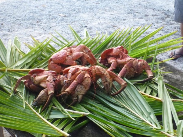 Our coconut crabs ready to eat