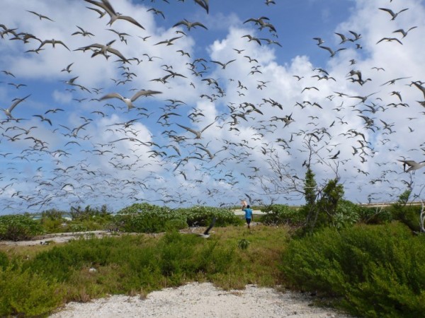 Bird Island,  home to thousands of sea bird.  There are no predators such as rats or snakes on the islands so the birds find it a safe refuge for mating and nesting.